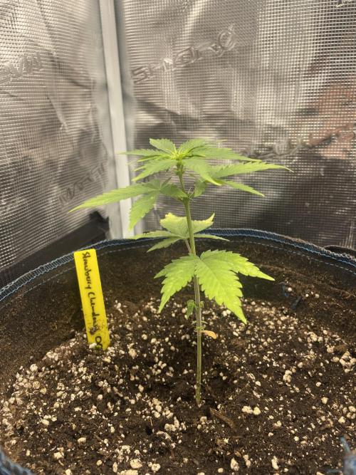 Strawberry Chemdawg OG. Week 3