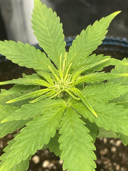 Strawberry Chemdawg OG. Week 3