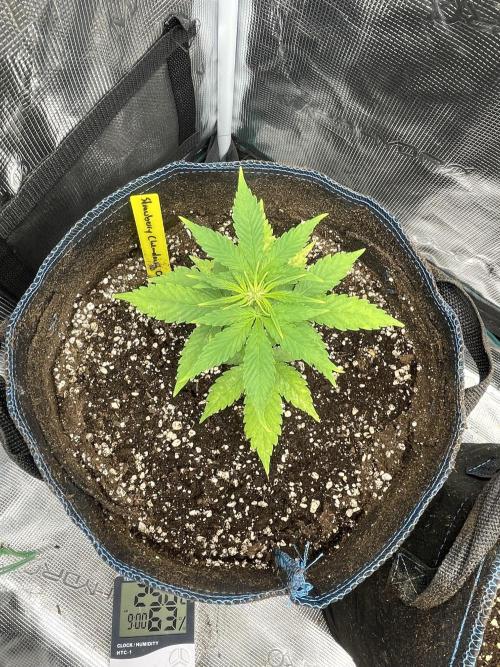 Strawberry Chemdawg OG. Week 3