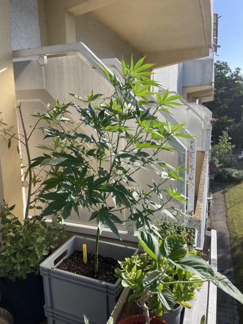 Alaskan Do-Si-Dos. Week 10