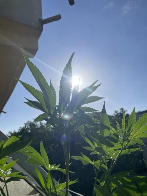 Alaskan Do-Si-Dos. Week 10