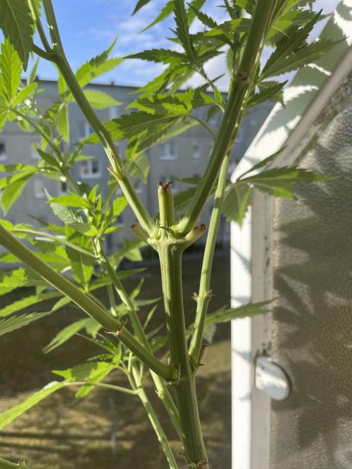 Tropicanna Poison. Week 10