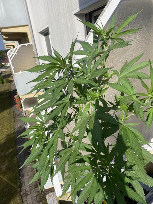Tropicanna Poison. Week 10