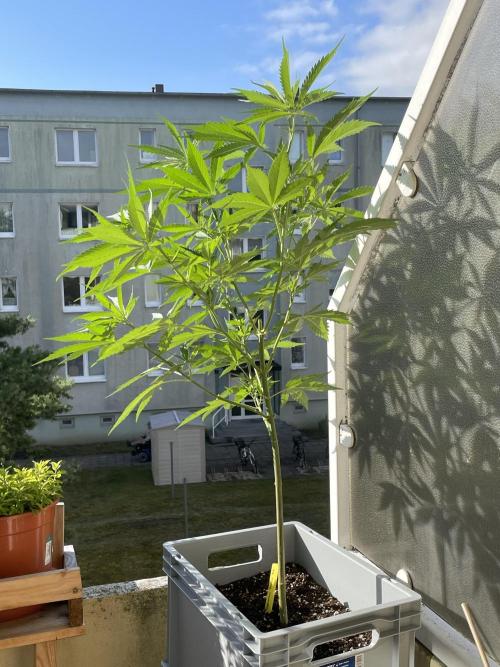 Tropicanna Poison. Week 10