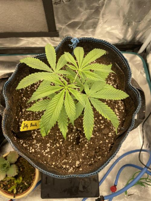 Jelly Breath. Week 4