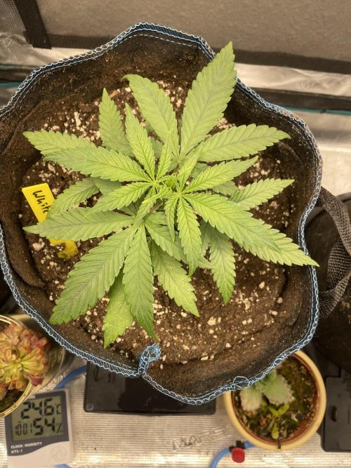 White Choco. Week 3