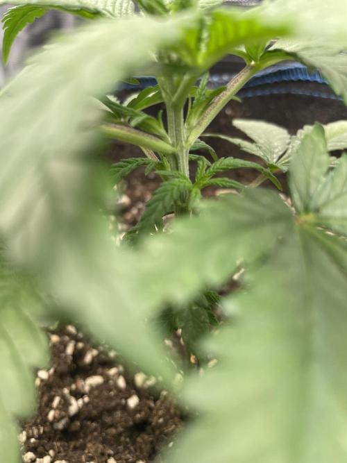 Grow Tent 120x60x180cm (4'x2'x6'). Week 3