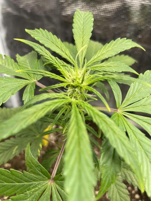 Strawberry Chemdawg OG. Week 4