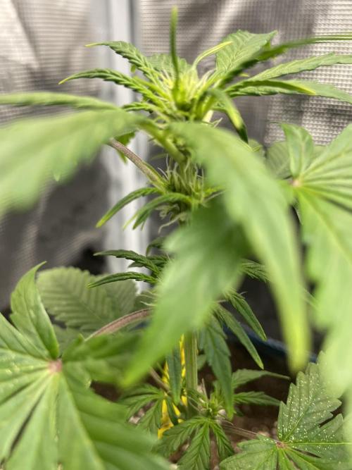 Strawberry Chemdawg OG. Week 4