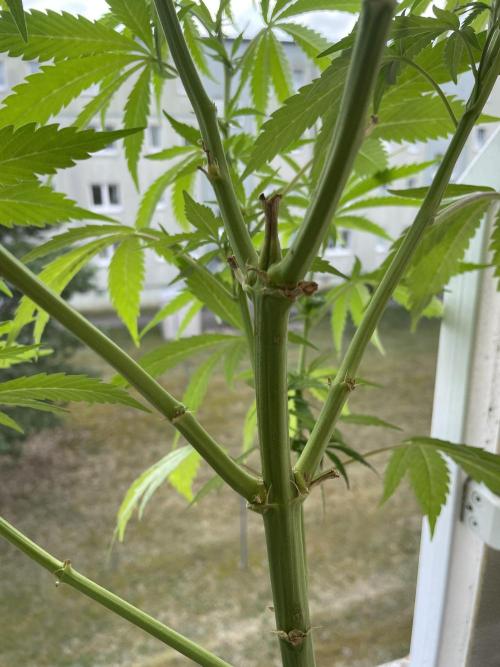 Tropicanna Poison. Week 11