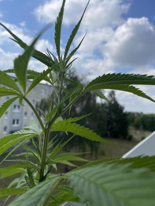 Tropicanna Poison. Week 11