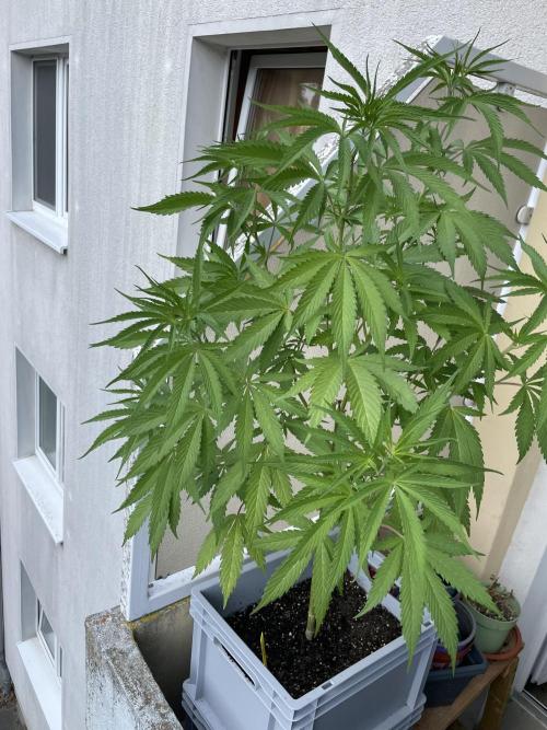 Tropicanna Poison. Week 11