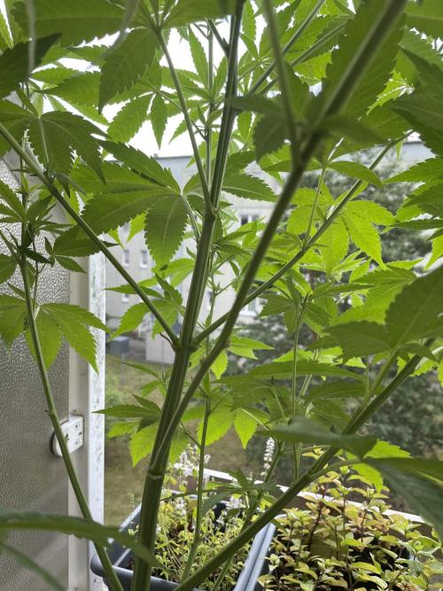 Alaskan Do-Si-Dos. Week 11