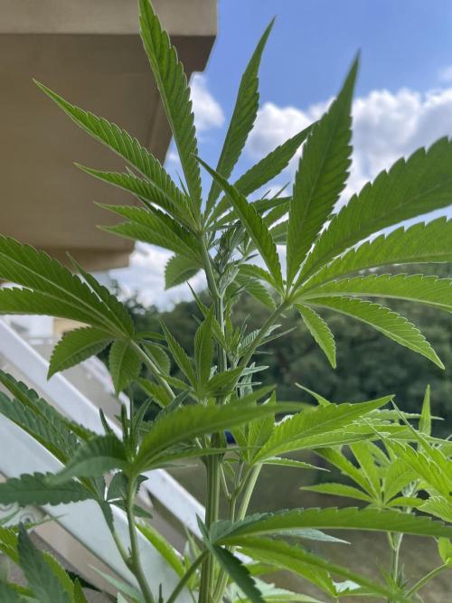 Alaskan Do-Si-Dos. Week 11