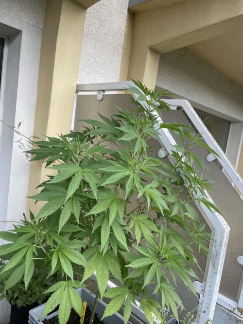 Alaskan Do-Si-Dos. Week 11