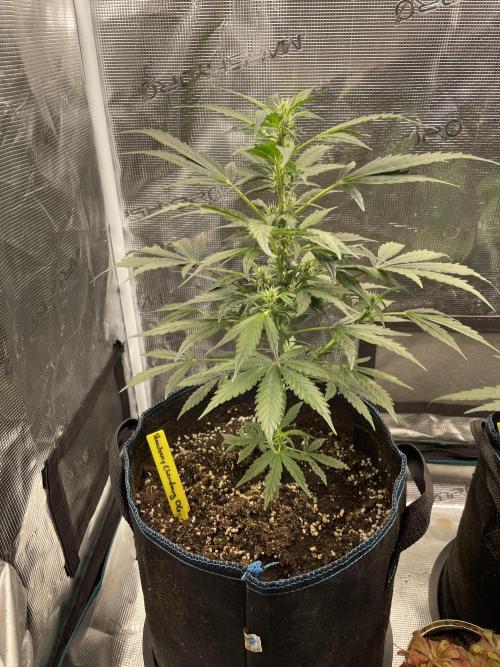 Strawberry Chemdawg OG. Week 5