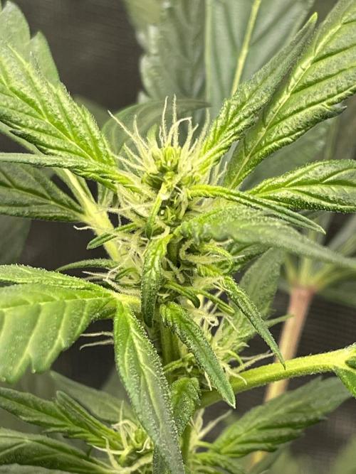 Strawberry Chemdawg OG. Week 5