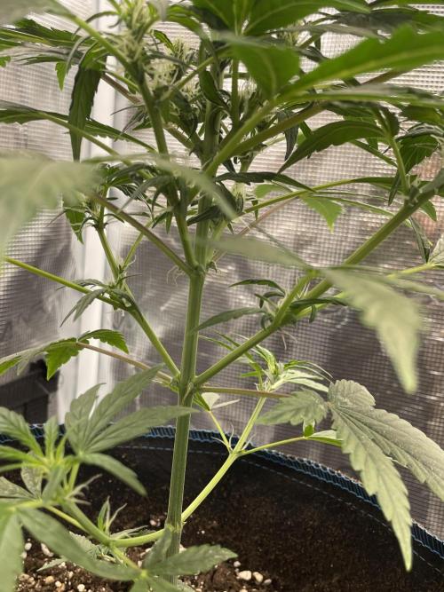 Strawberry Chemdawg OG. Week 5