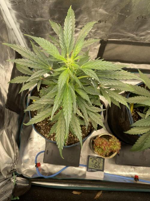 Strawberry Chemdawg OG. Week 5