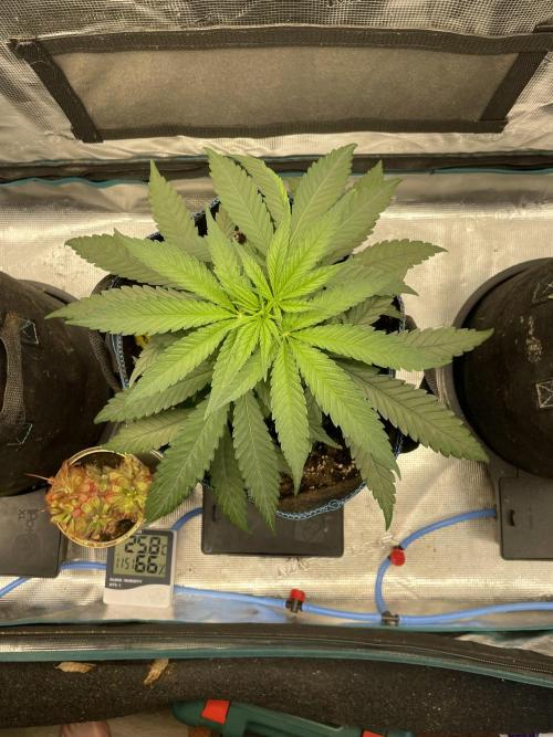 White Choco. Week 4