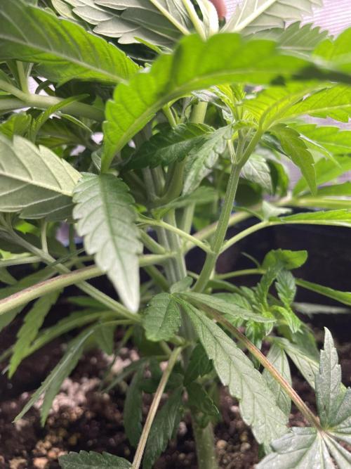 White Choco. Week 4