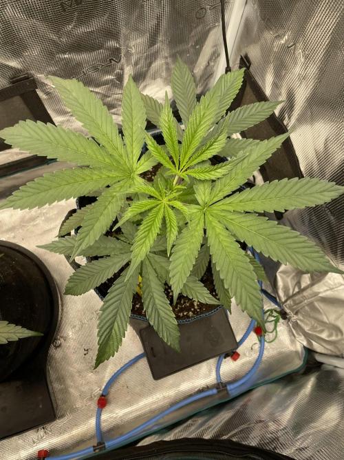 Jelly Breath. Week 5