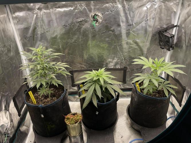 Jelly Breath S1. Week 5