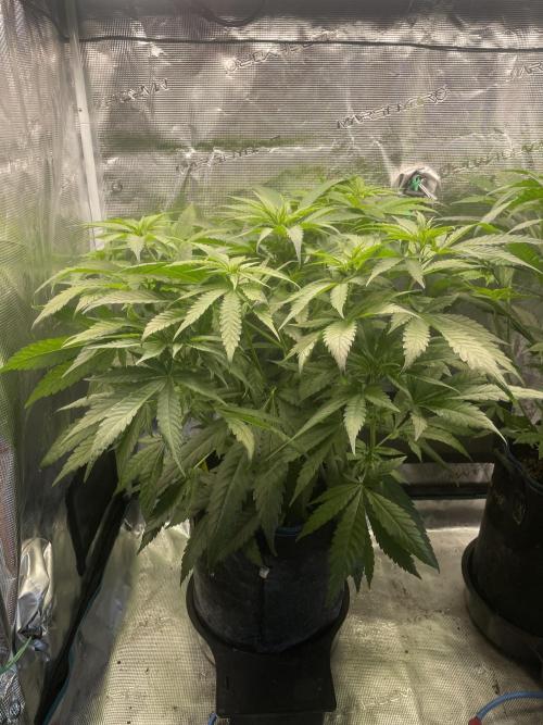 White Choco. Week 7