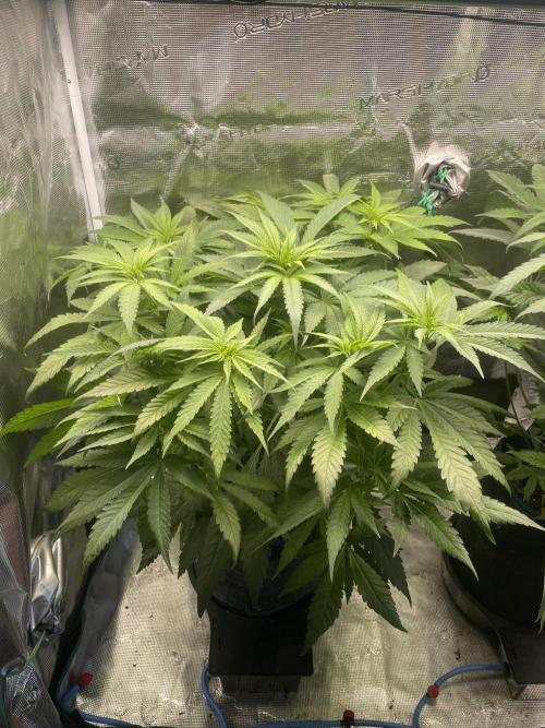 White Choco. Week 7