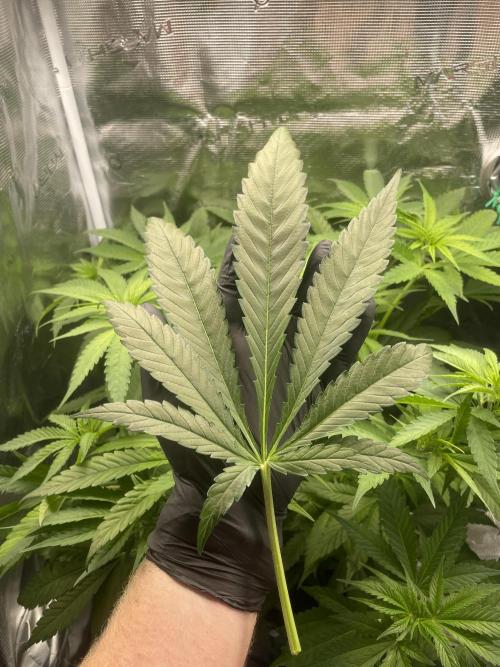 White Choco. Week 7