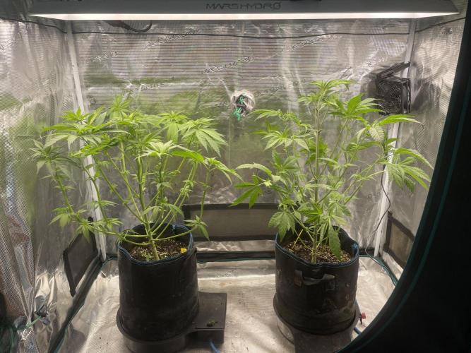 White Choco. Week 7