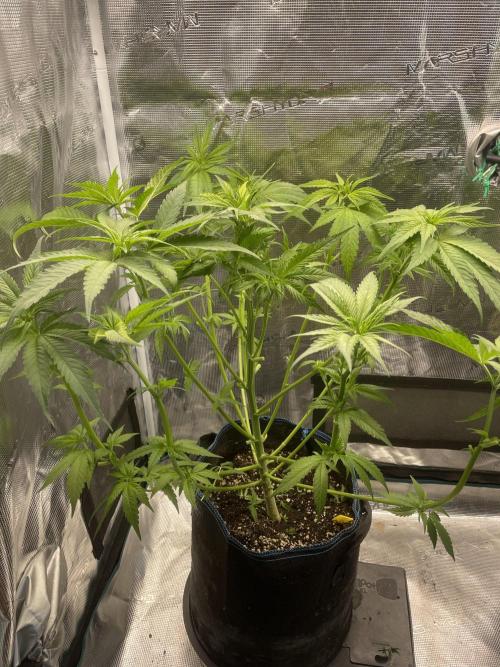 White Choco. Week 7