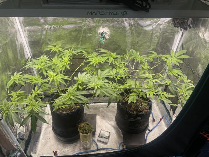 White Choco. Week 7