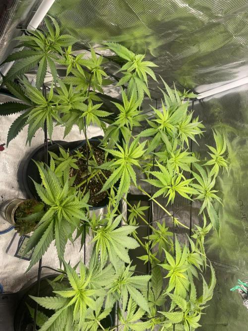 Grow Tent 120x60x180. Week 7