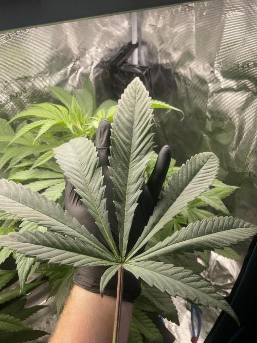Jelly Breath. Week 8