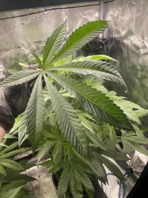 Jelly Breath. Week 8
