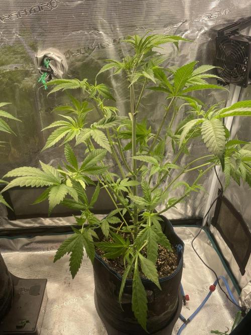 Jelly Breath. Week 8
