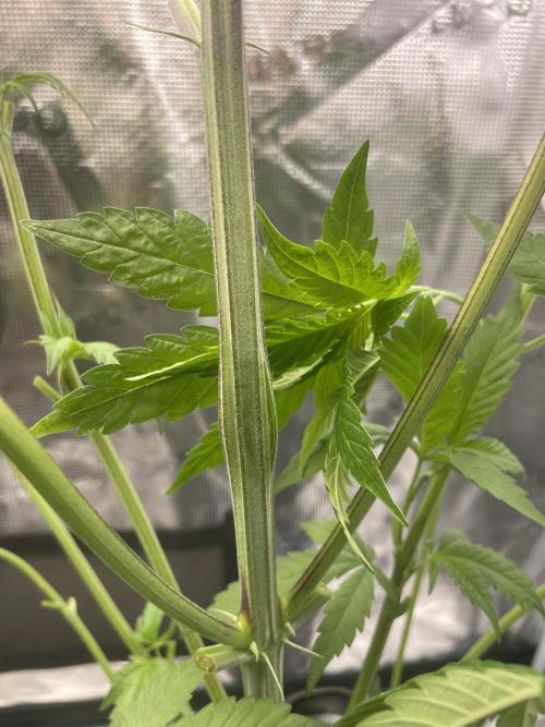 Jelly Breath. Week 8