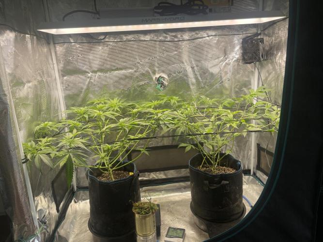 Jelly Breath. Week 8