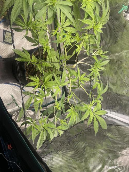 Jelly Breath S1. Week 8