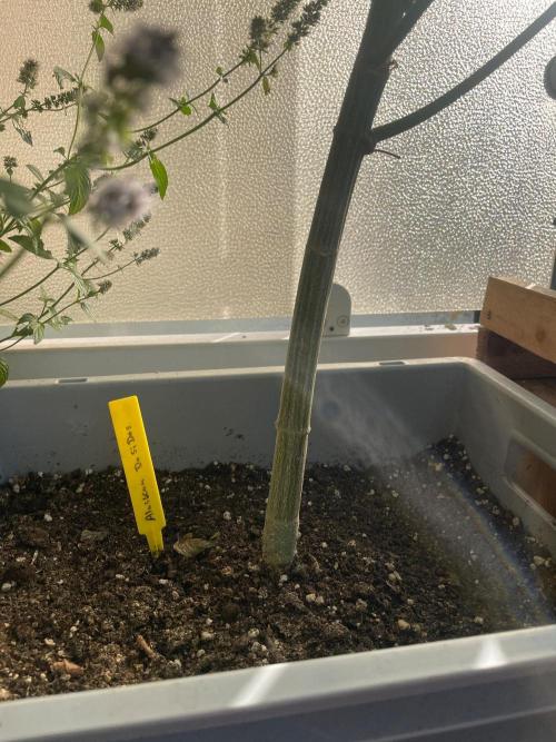 Alaskan Do-Si-Dos. Week 15