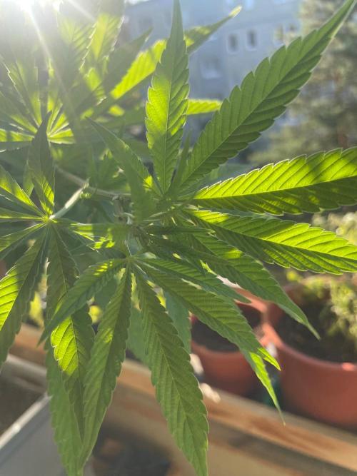 Alaskan Do-Si-Dos. Week 15