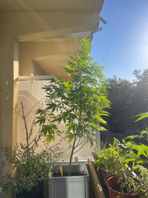 Alaskan Do-Si-Dos. Week 15