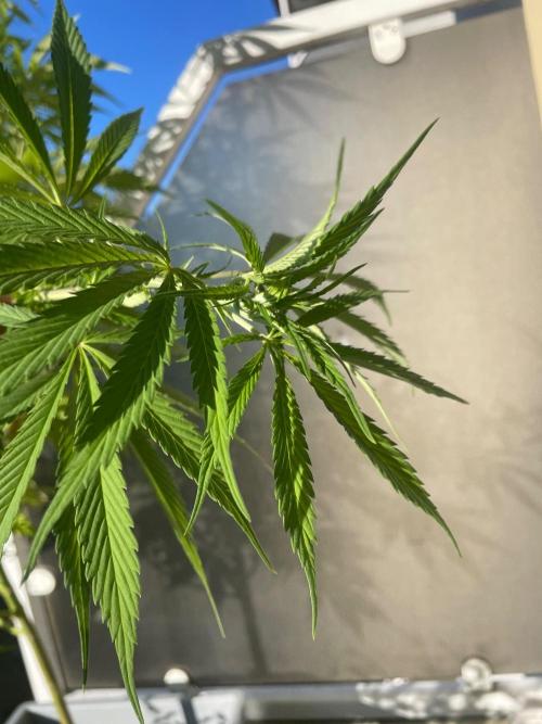 Tropicanna Poison. Week 15