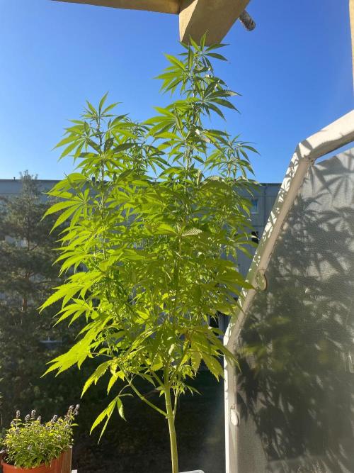 Tropicanna Poison. Week 15