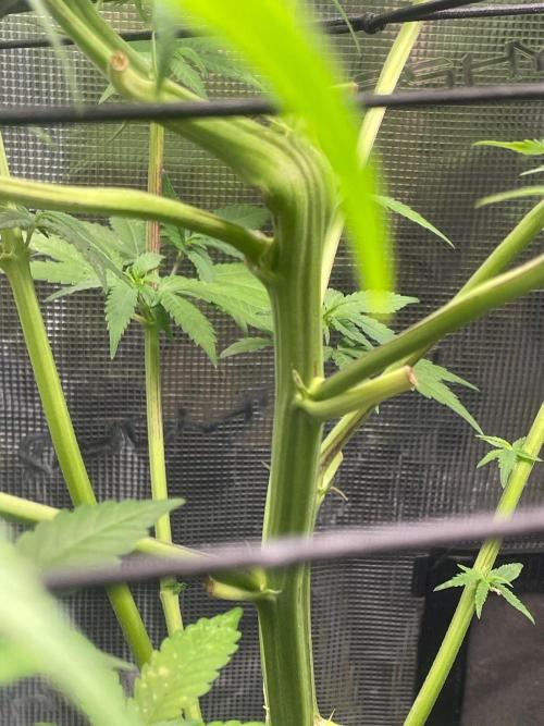 White Choco. Week 8
