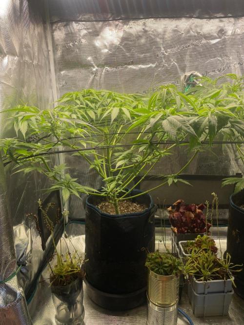 White Choco. Week 8