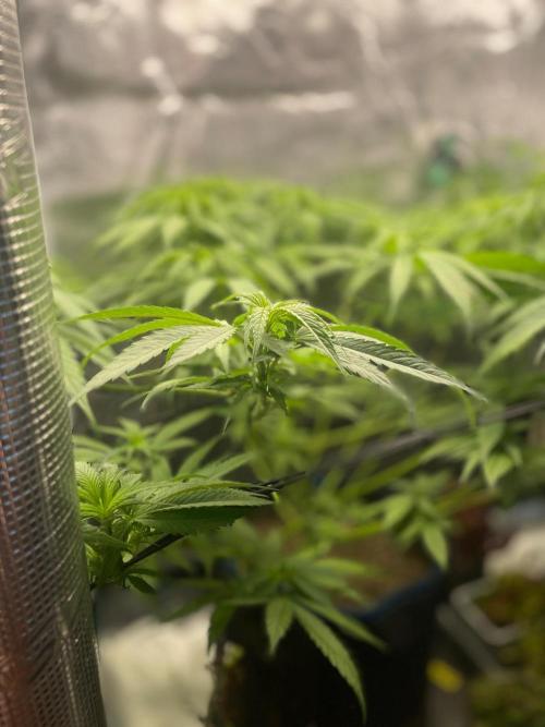 White Choco. Week 8