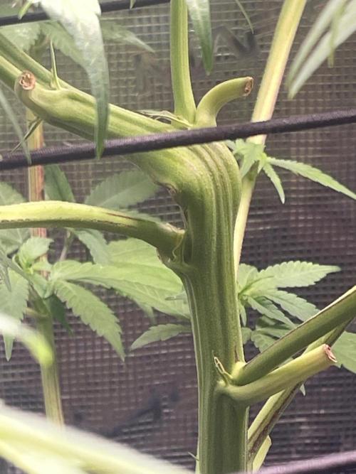 White Choco. Week 8