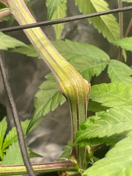 Jelly Breath. Week 9
